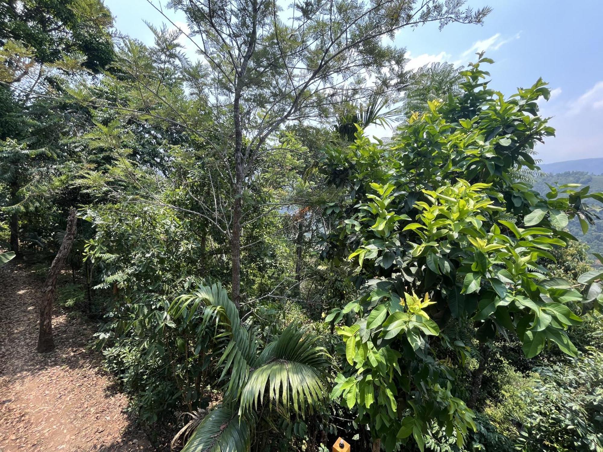 Theeram Agro Farm Hill Resort Vagamon Exterior photo